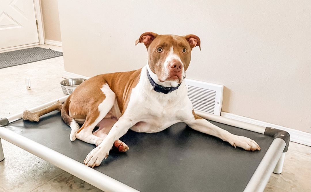 Sampson, a Adoptable mixed breed in Green Bay, WI image 2/8