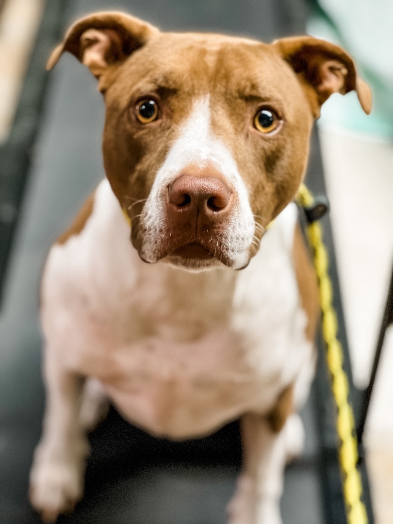 Sampson, a Adoptable mixed breed in Green Bay, WI image 3/8