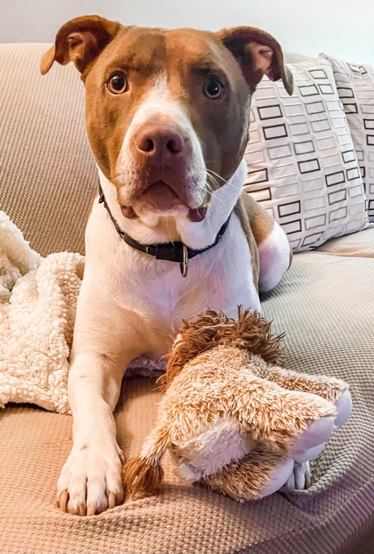 Sampson, a Adoptable mixed breed in Green Bay, WI image 4/8