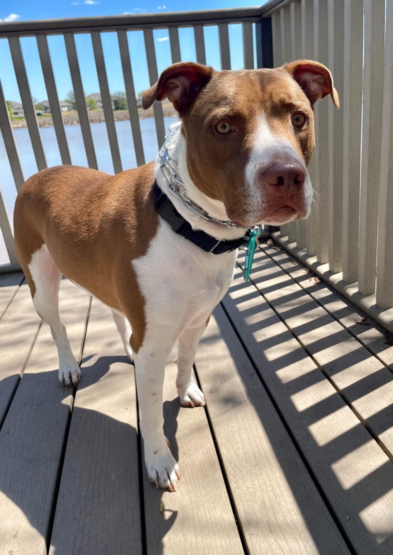 Sampson, a Adoptable mixed breed in Green Bay, WI image 5/8