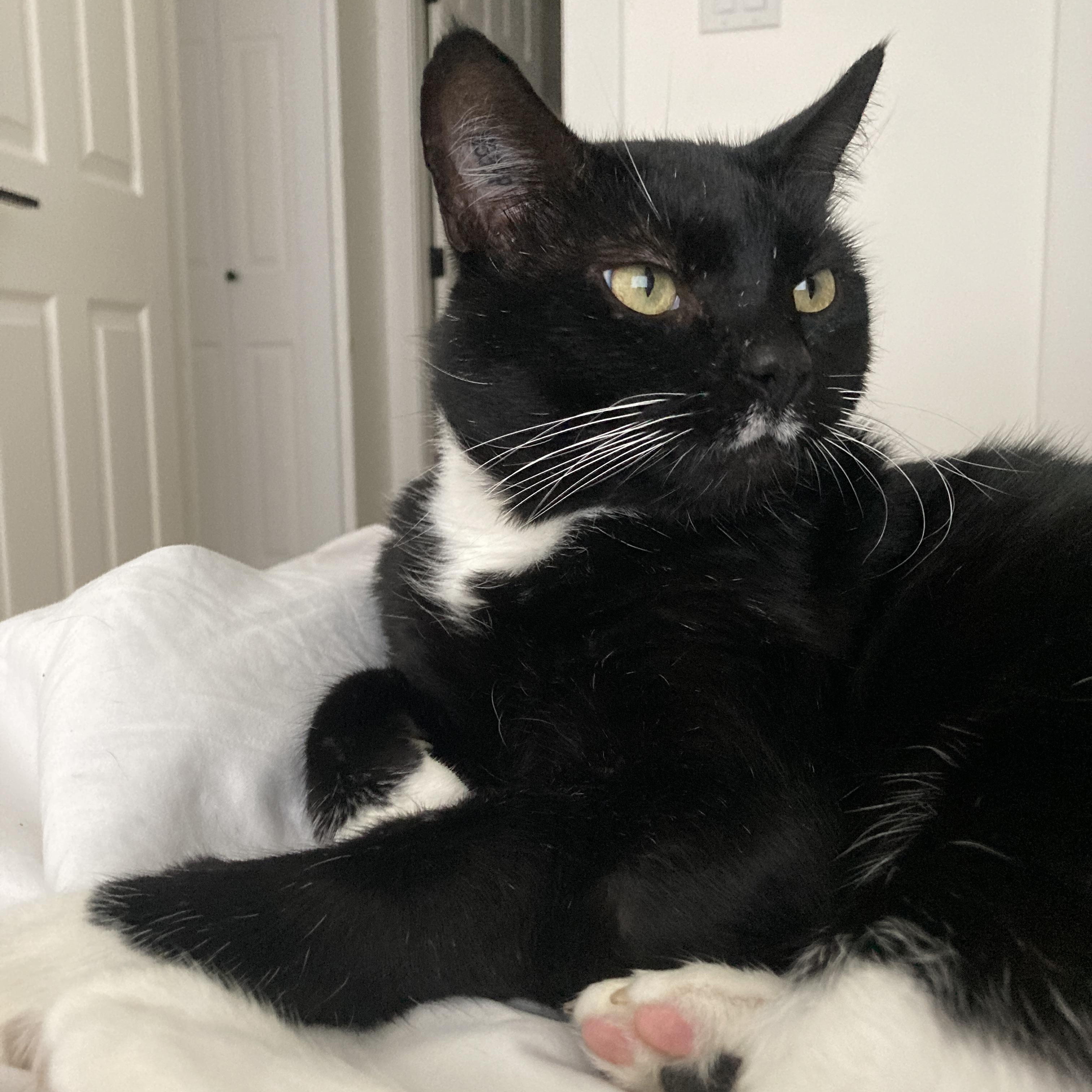 Quinty, Adoptable, Adult Male Domestic Short Hair.