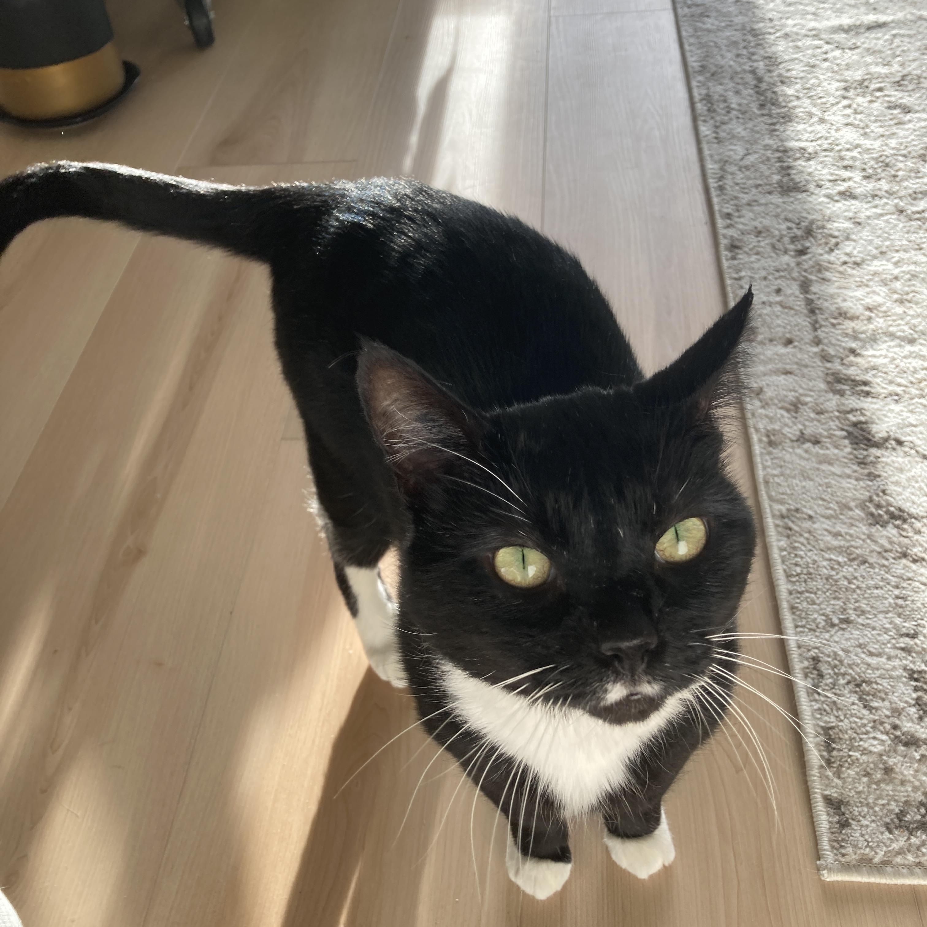 Enlarge Quinty, a Adoptable Domestic Short Hair in Courtenay, BC image 2/4