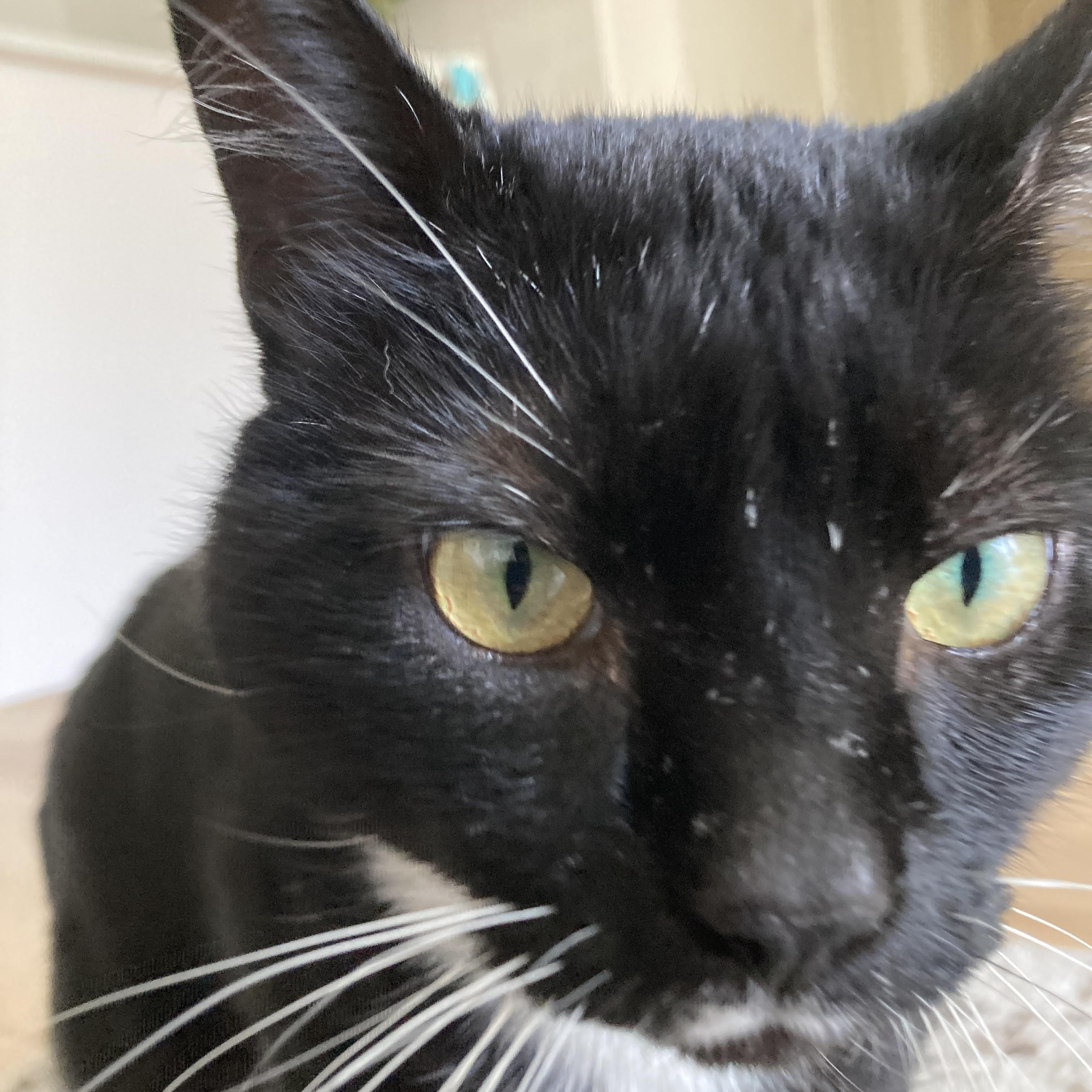 Enlarge Quinty, a Adoptable Domestic Short Hair in Courtenay, BC image 3/4