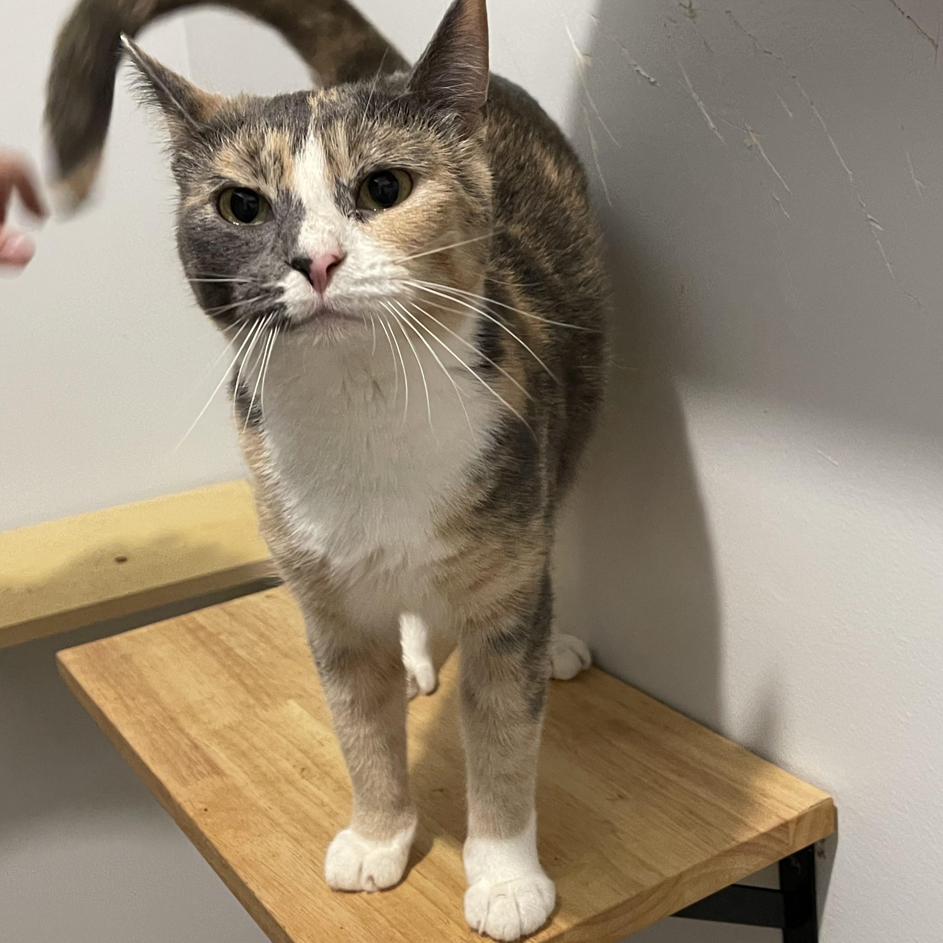 SAGE (bonded w/Ivy), adoptable, Adult Female Calico.