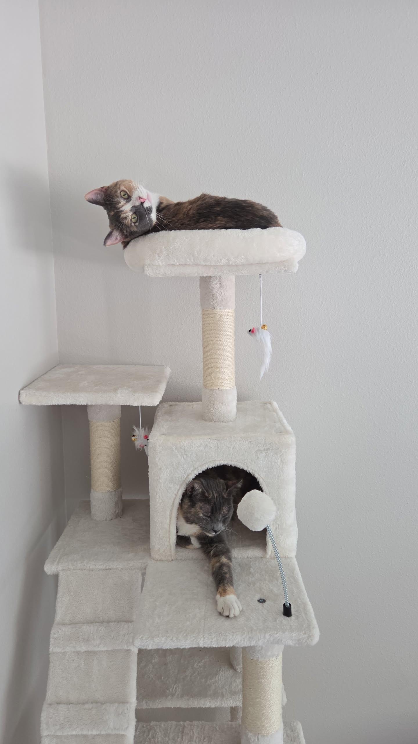 SAGE (bonded w/Ivy), an adoptable Calico in Graham, WA image 6/6