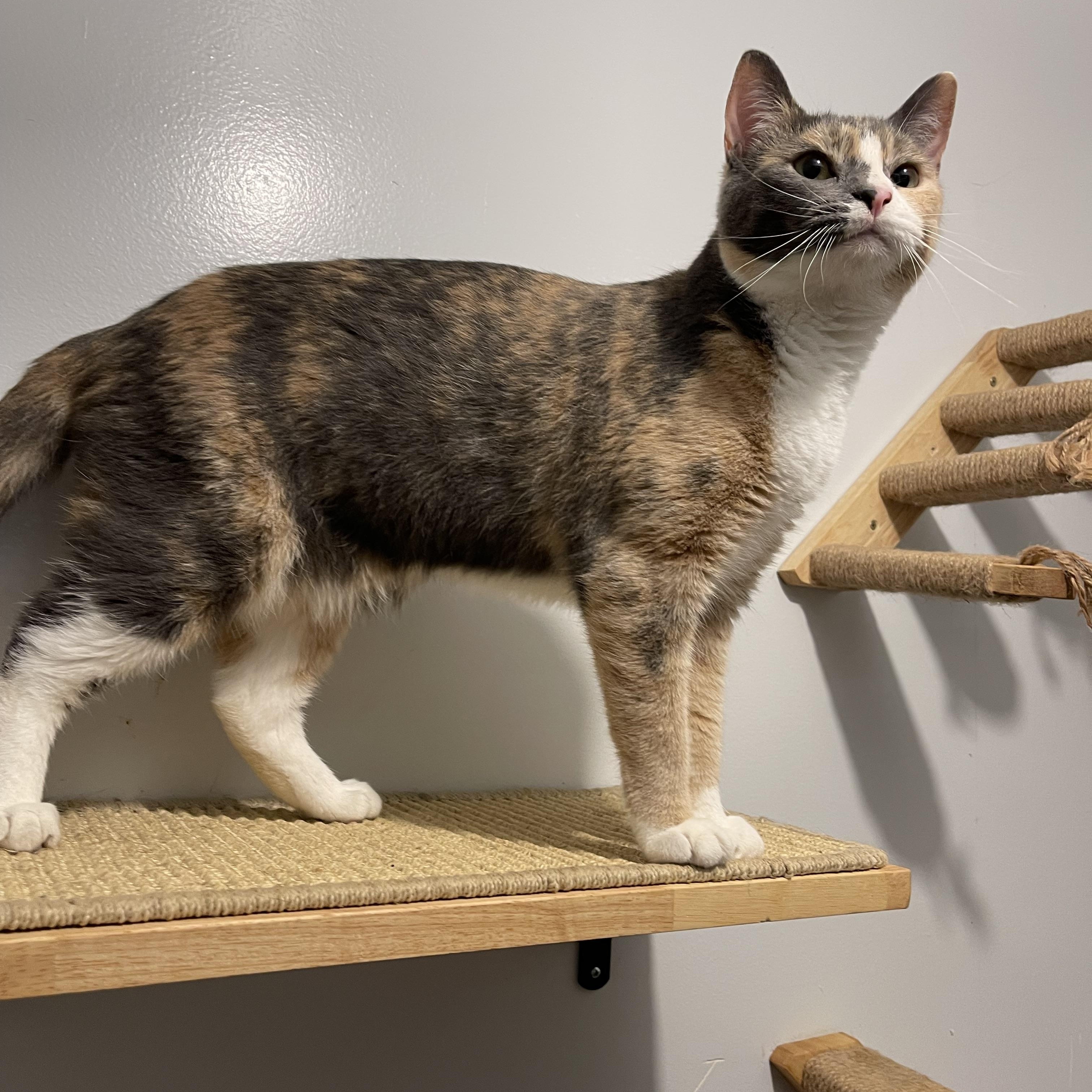 SAGE (bonded w/Ivy), an adoptable Calico in Graham, WA image 2/6