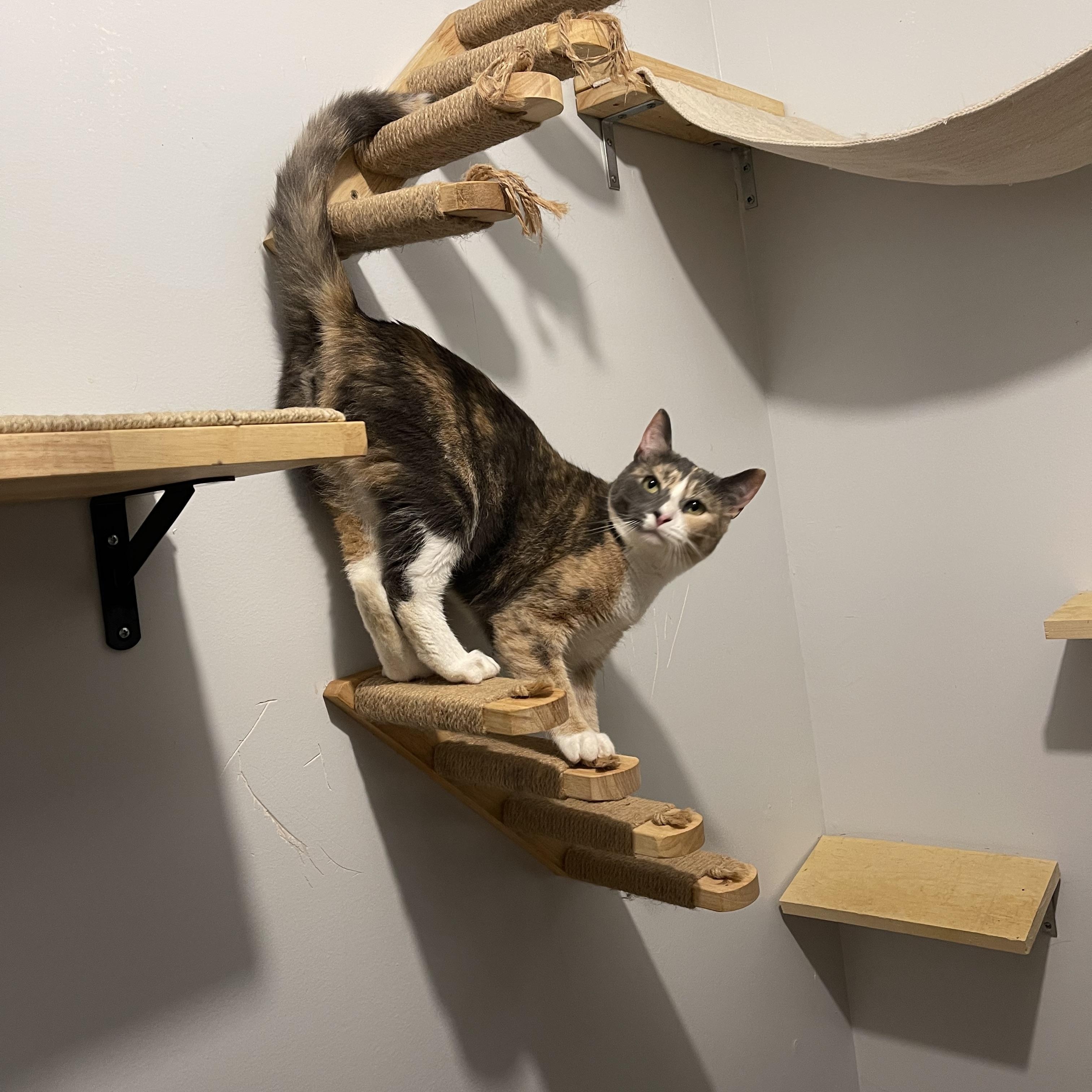 SAGE (bonded w/Ivy), an adoptable Calico in Graham, WA image 3/6