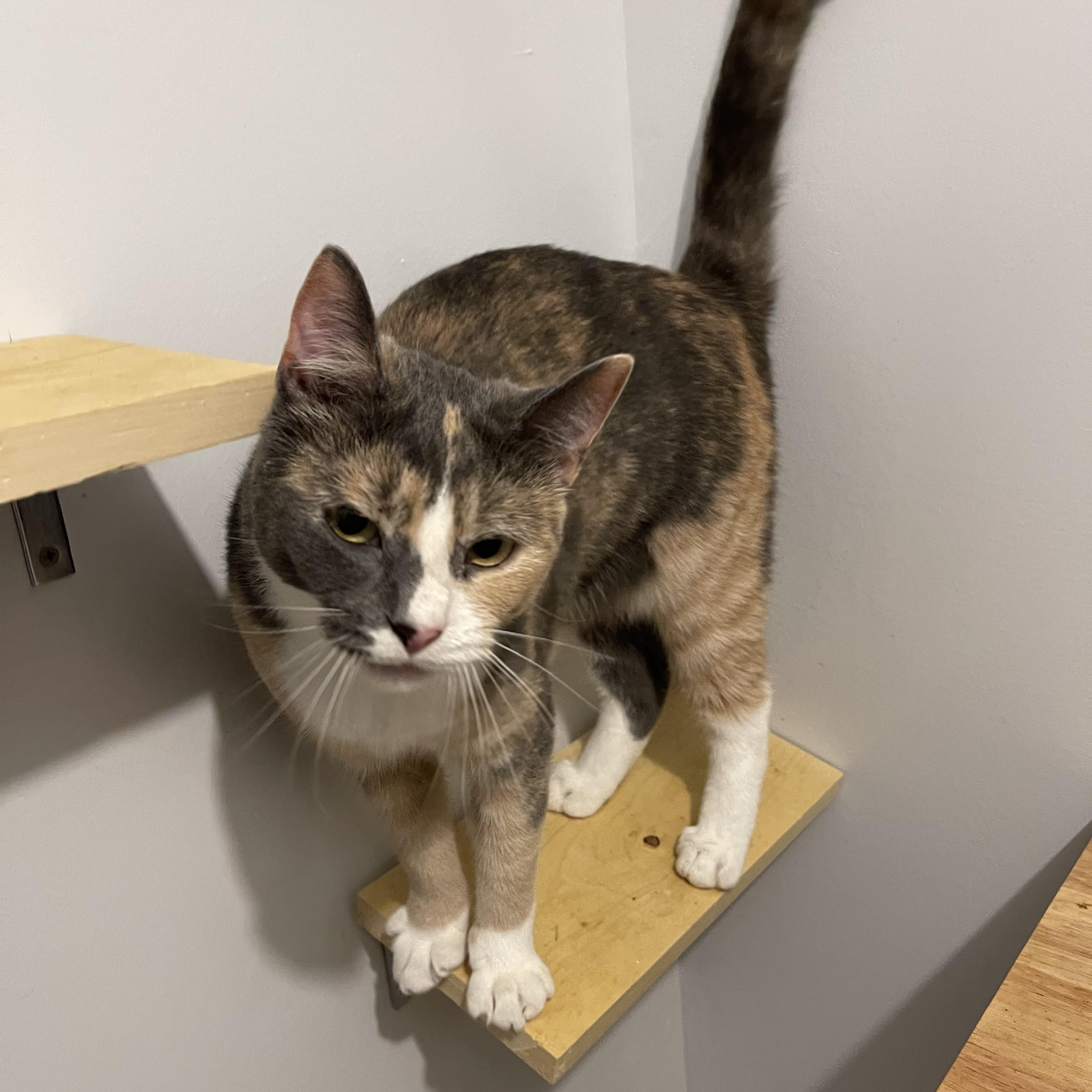 SAGE (bonded w/Ivy), an adoptable Calico in Graham, WA image 4/6