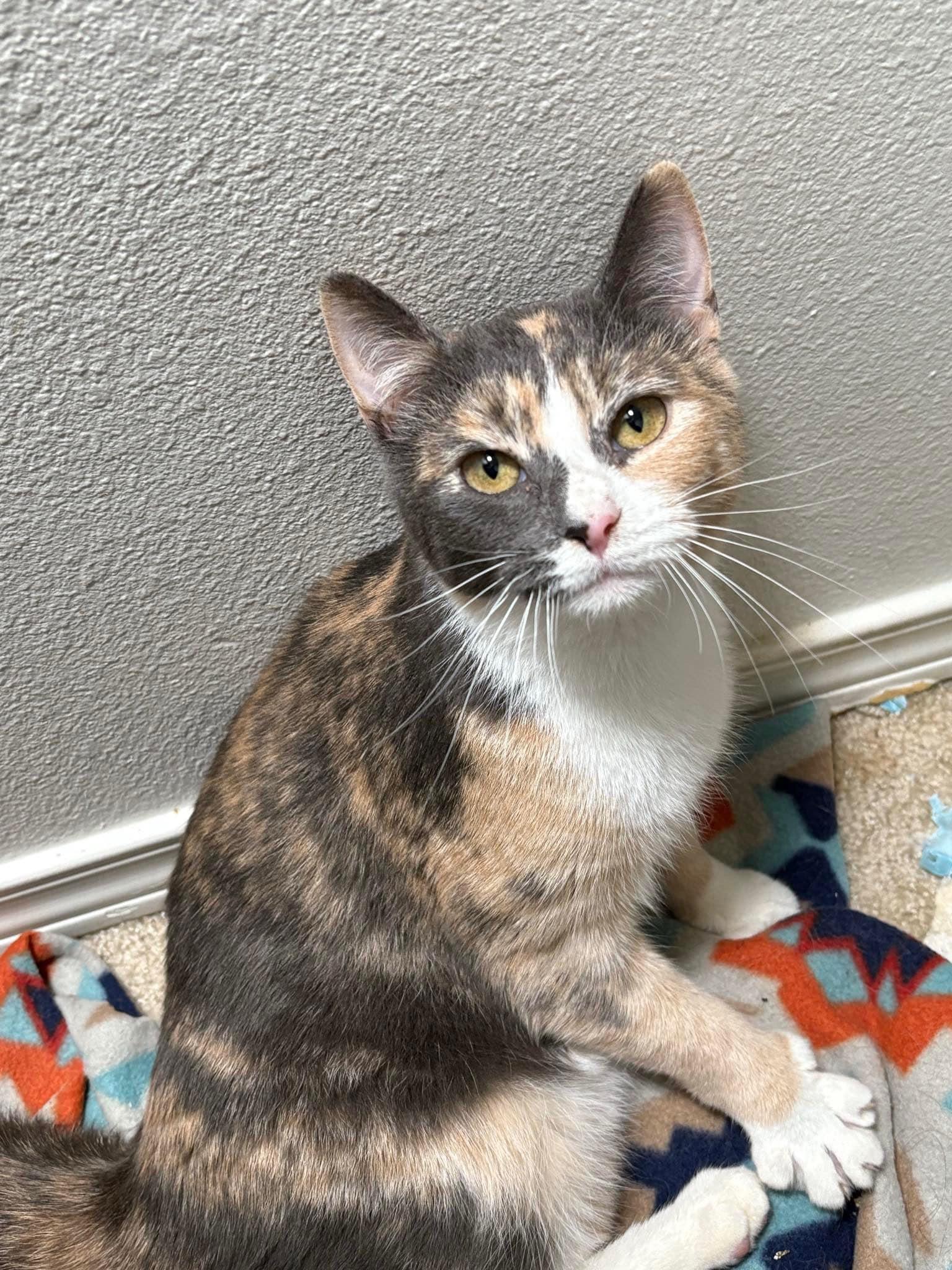 SAGE (bonded w/Ivy), an adoptable Calico in Graham, WA image 5/6