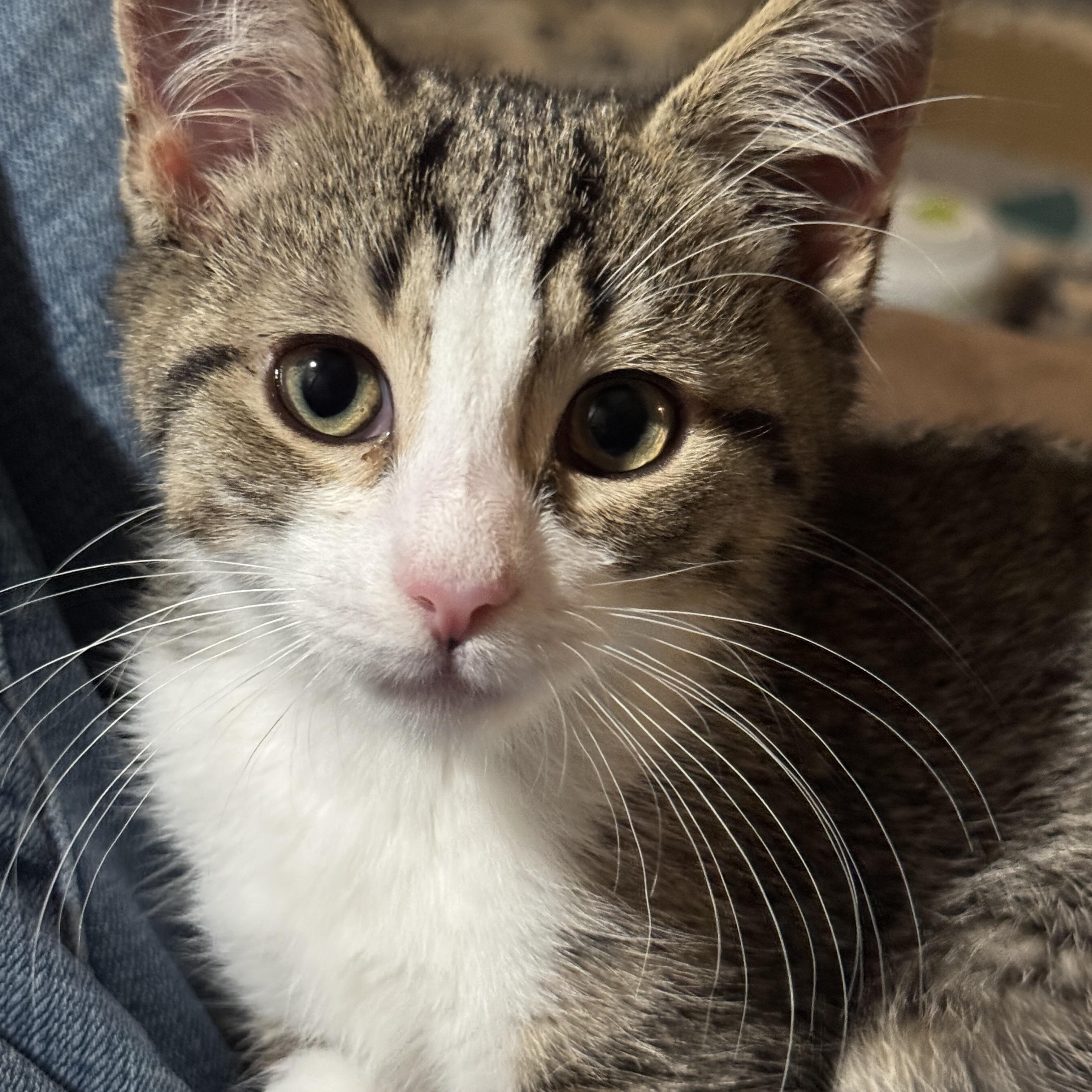 Kitten - Timmy, Adopted, Kitten Male Domestic Short Hair.