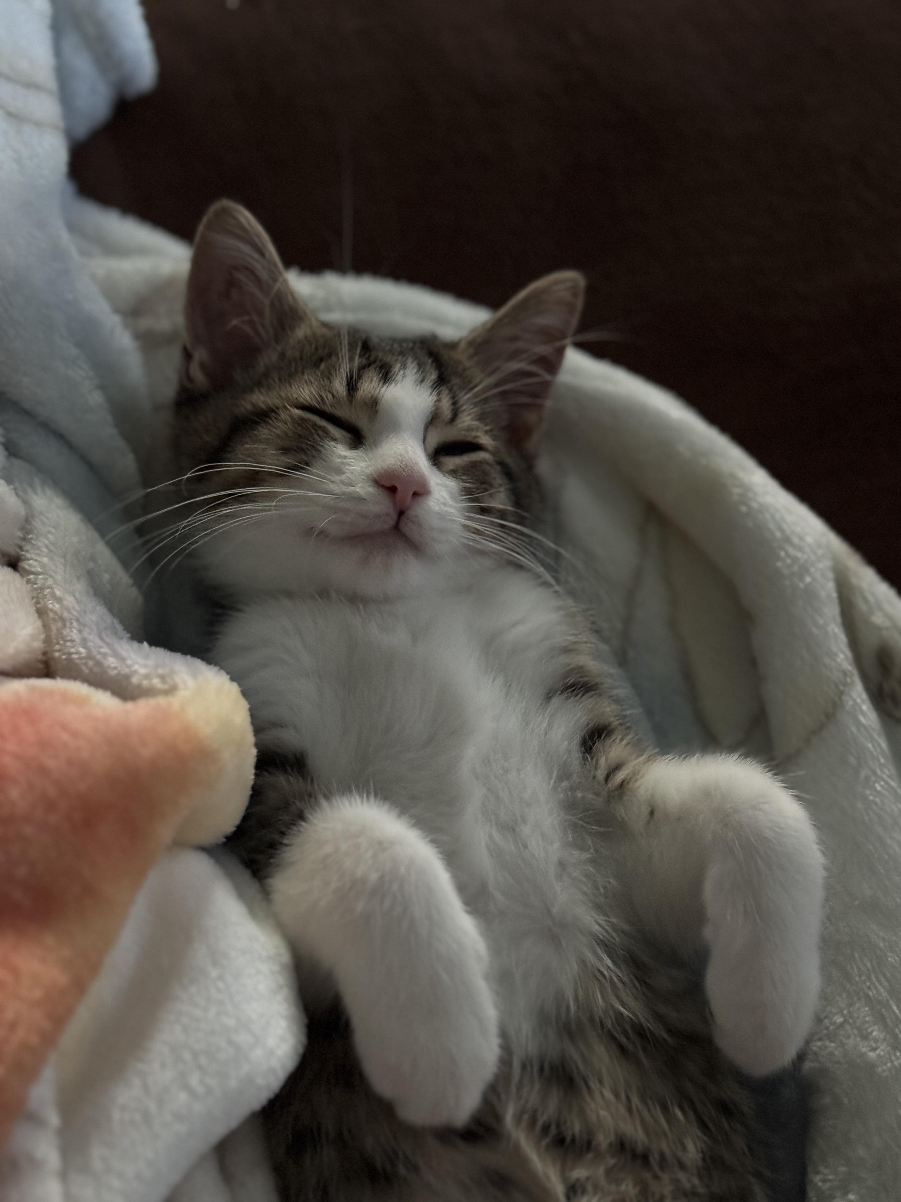 Enlarge Kitten - Timmy, a Adopted Domestic Short Hair in Granby, CT image 2/5