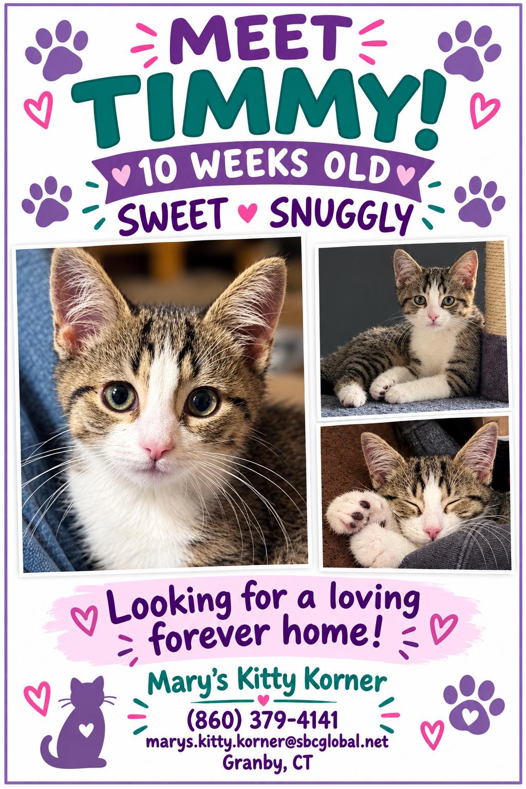 Enlarge Kitten - Timmy, a Adopted Domestic Short Hair in Granby, CT image 3/5