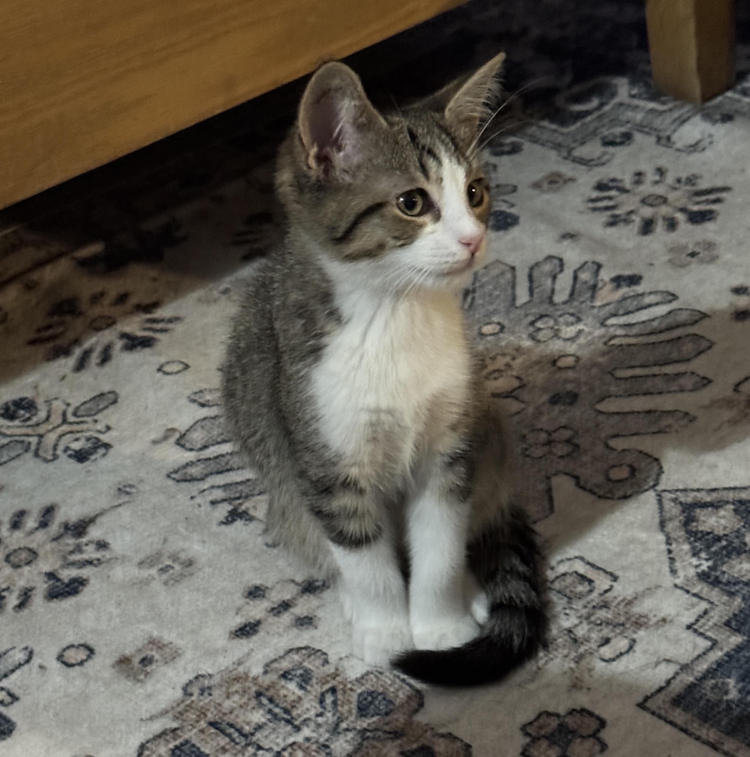 Enlarge Kitten - Timmy, a Adopted Domestic Short Hair in Granby, CT image 4/5
