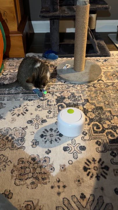 Enlarge Kitten - Timmy, a Adopted Domestic Short Hair in Granby, CT video 5/5