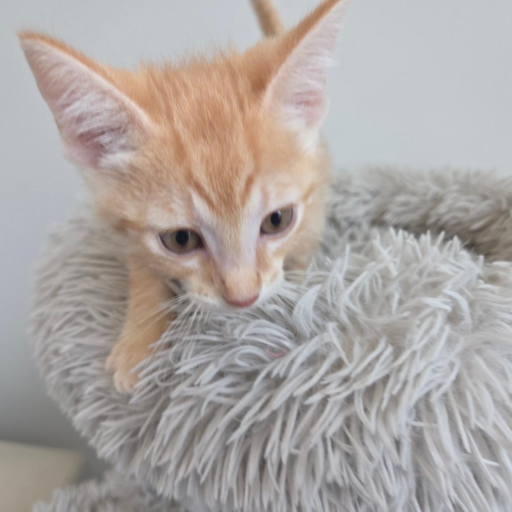 Egg Separator, Adoptable, Kitten Male Domestic Short Hair.