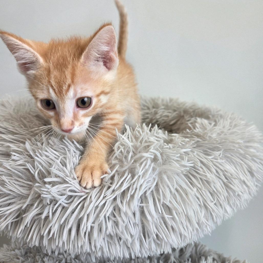 Enlarge Egg Separator, a Adoptable Domestic Short Hair in Saskatoon, SK image 2/3