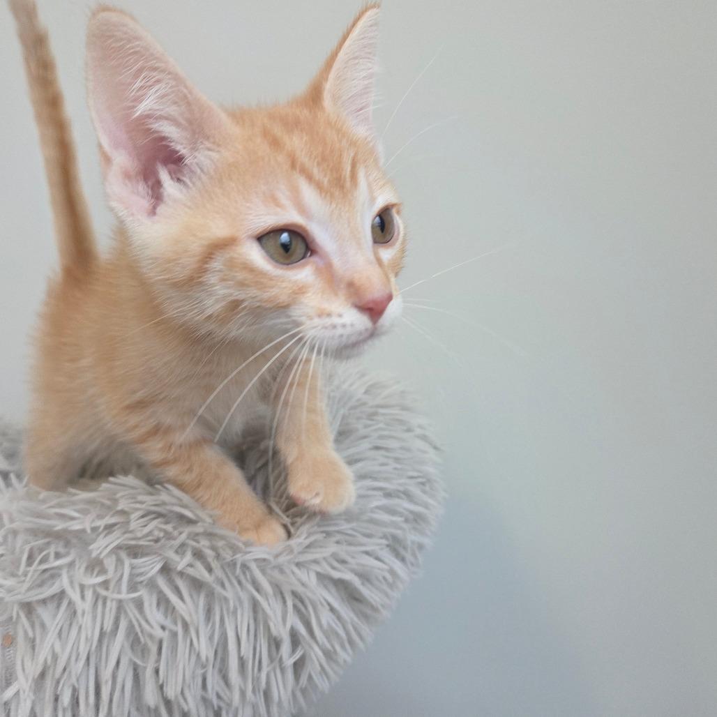 Enlarge Egg Separator, a Adoptable Domestic Short Hair in Saskatoon, SK image 3/3