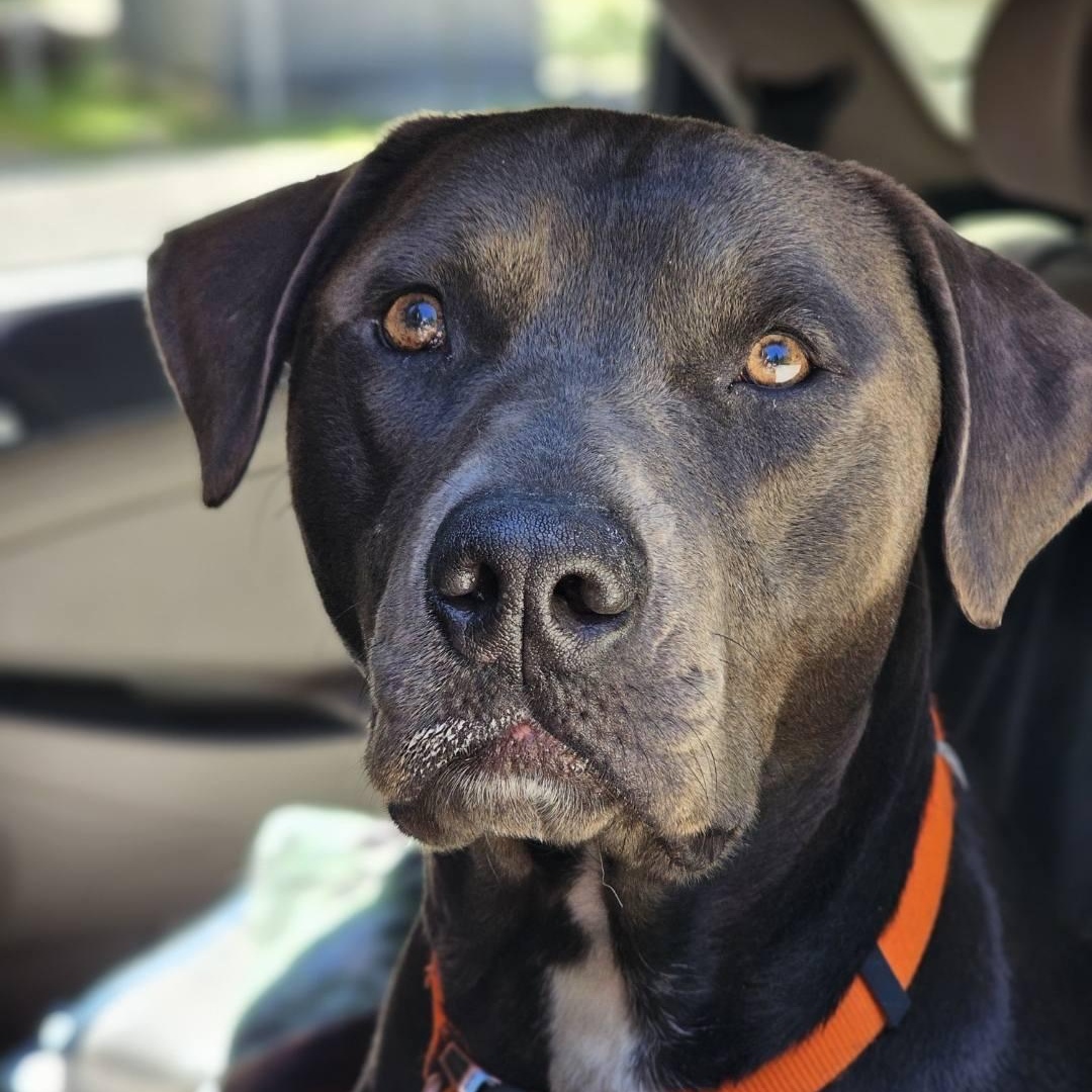 Moose Labrador Retriever Dog