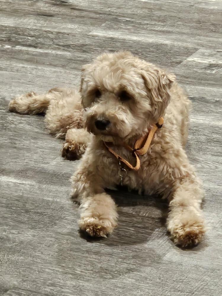 Enlarge Jazzy, a Adoptable Goldendoodle in Wausau, WI image 2/6