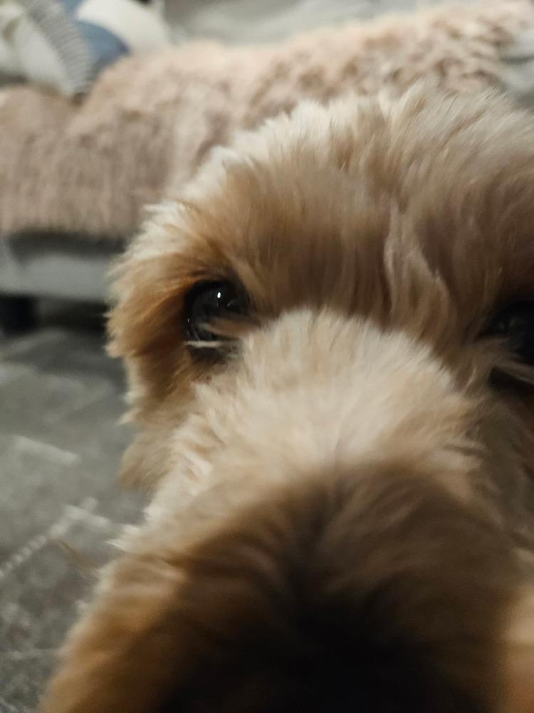 Enlarge Jazzy, a Adoptable Goldendoodle in Wausau, WI image 3/6