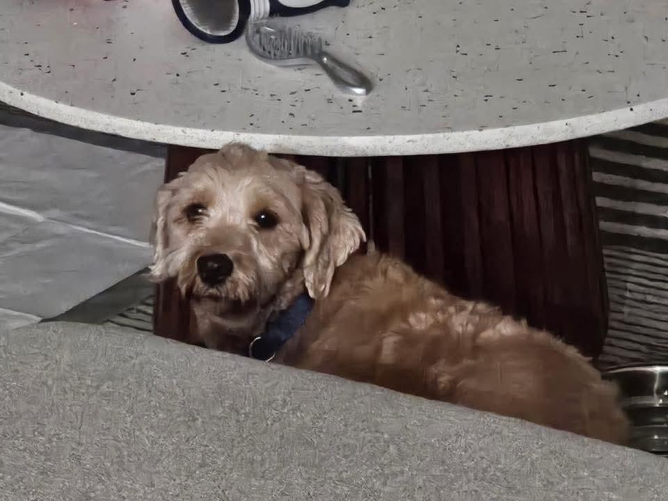 Enlarge Jazzy, a Adoptable Goldendoodle in Wausau, WI image 4/6