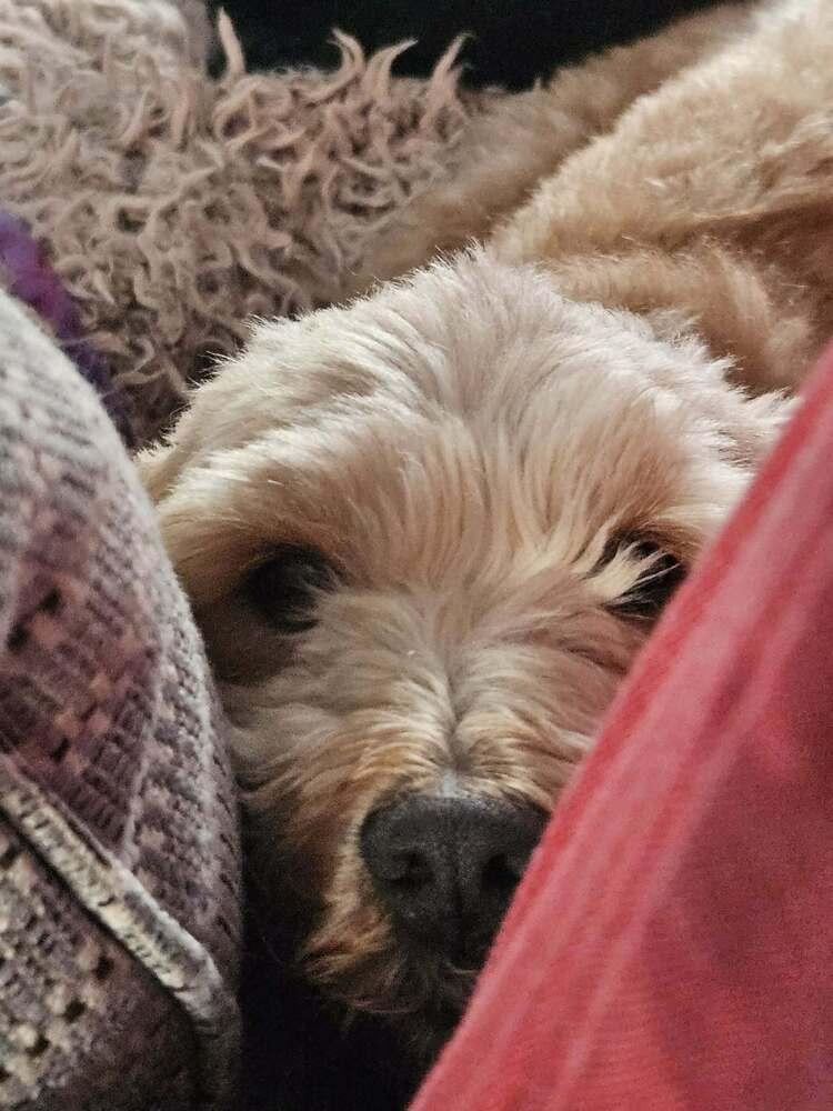 Enlarge Jazzy, a Adoptable Goldendoodle in Wausau, WI image 5/6