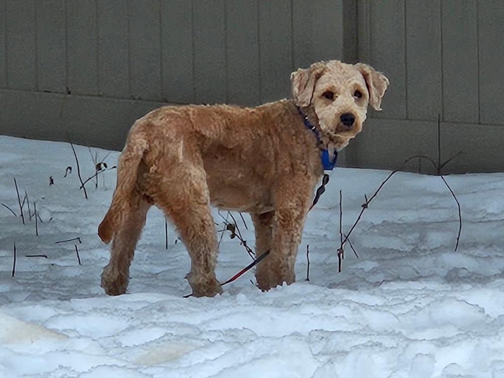 Enlarge Jazzy, a Adoptable Goldendoodle in Wausau, WI image 6/6