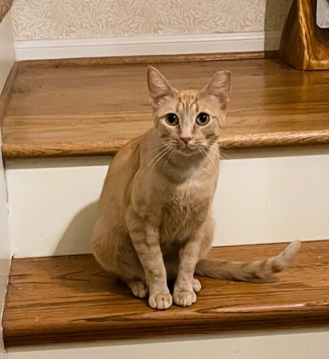 Nora