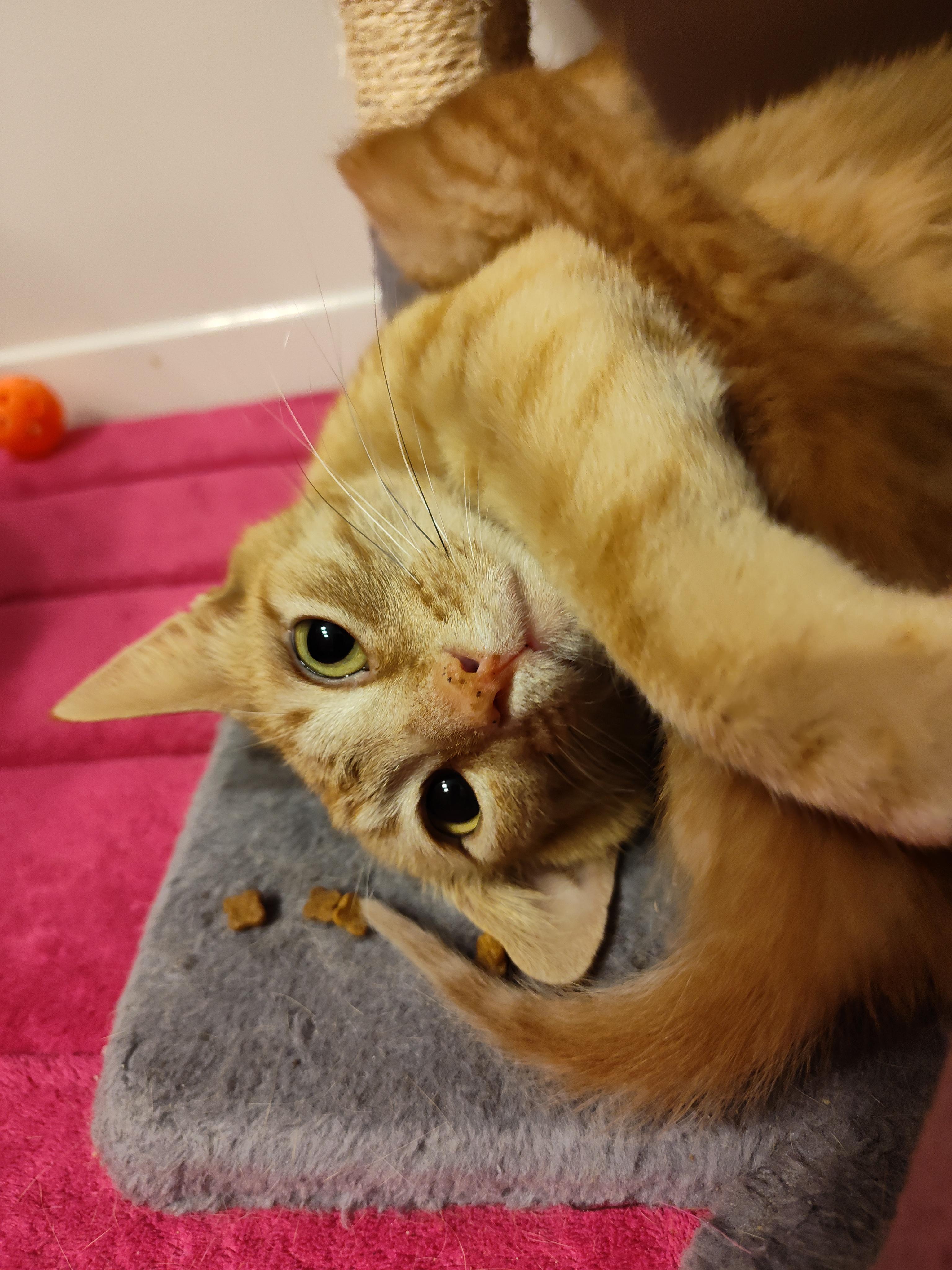 Nora