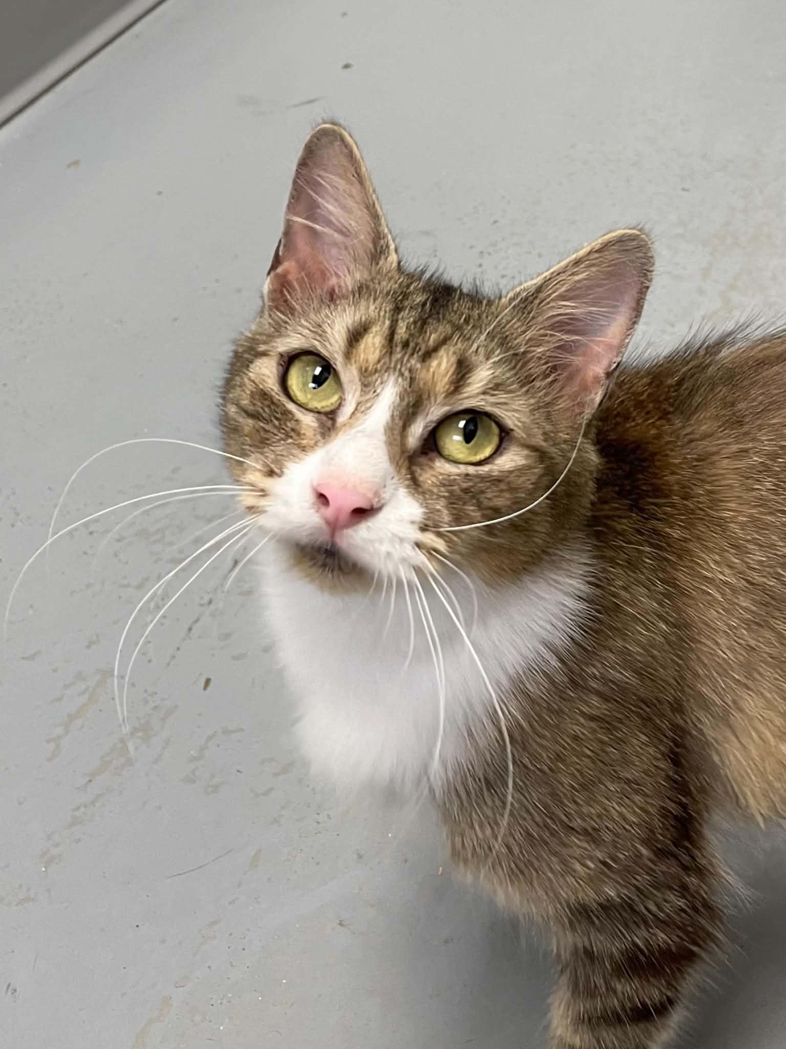 Cinnamon, Adoptable, Adult Female Domestic Medium Hair.