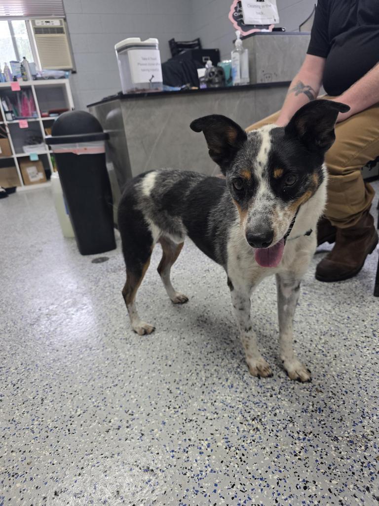 Enlarge Bandit, a Adoptable Cattle Dog in Holbrook, AZ image 1/2
