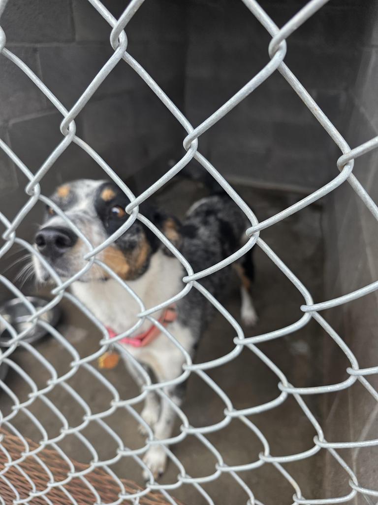 Enlarge Bandit, a Adoptable Cattle Dog in Holbrook, AZ image 2/2