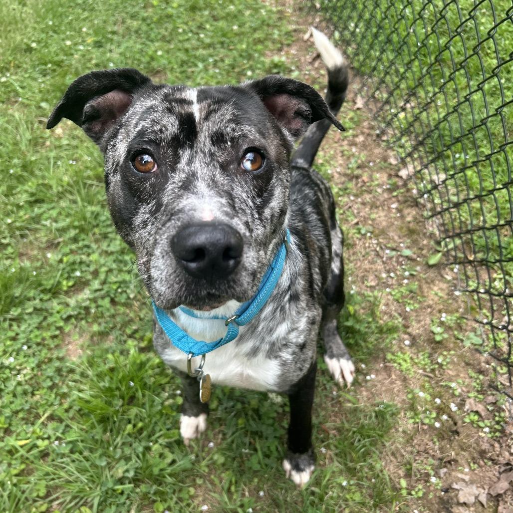 Bazooka Joe, a Adoptable Mixed Breed in Auburn, AL image 1/6