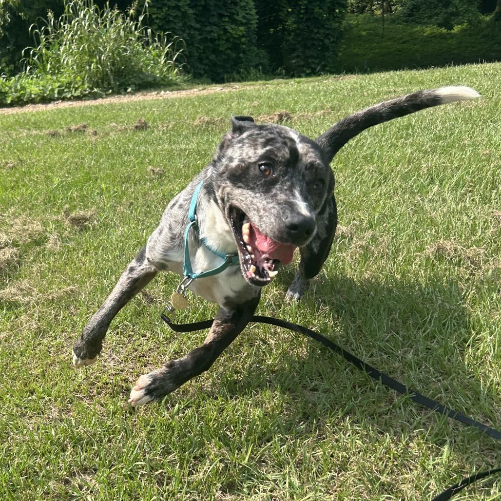 Bazooka Joe, a Adoptable Mixed Breed in Auburn, AL image 4/6