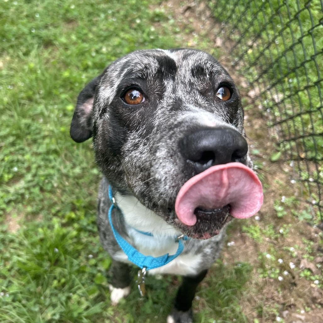 Bazooka Joe, a Adoptable Mixed Breed in Auburn, AL image 5/6