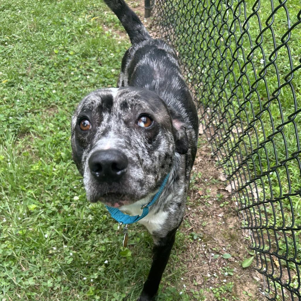 Bazooka Joe, a Adoptable Mixed Breed in Auburn, AL image 6/6