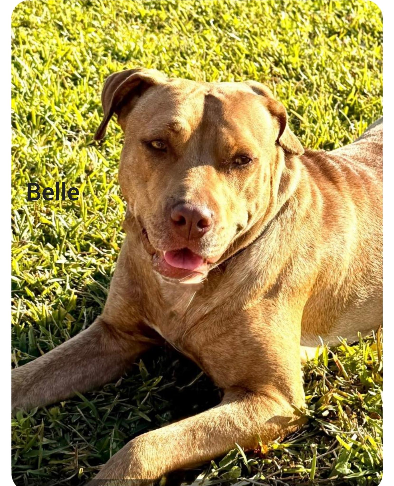 Belle ( Orlando Fl), ADOPTABLE, Adult Female American Staffordshire Terrier.