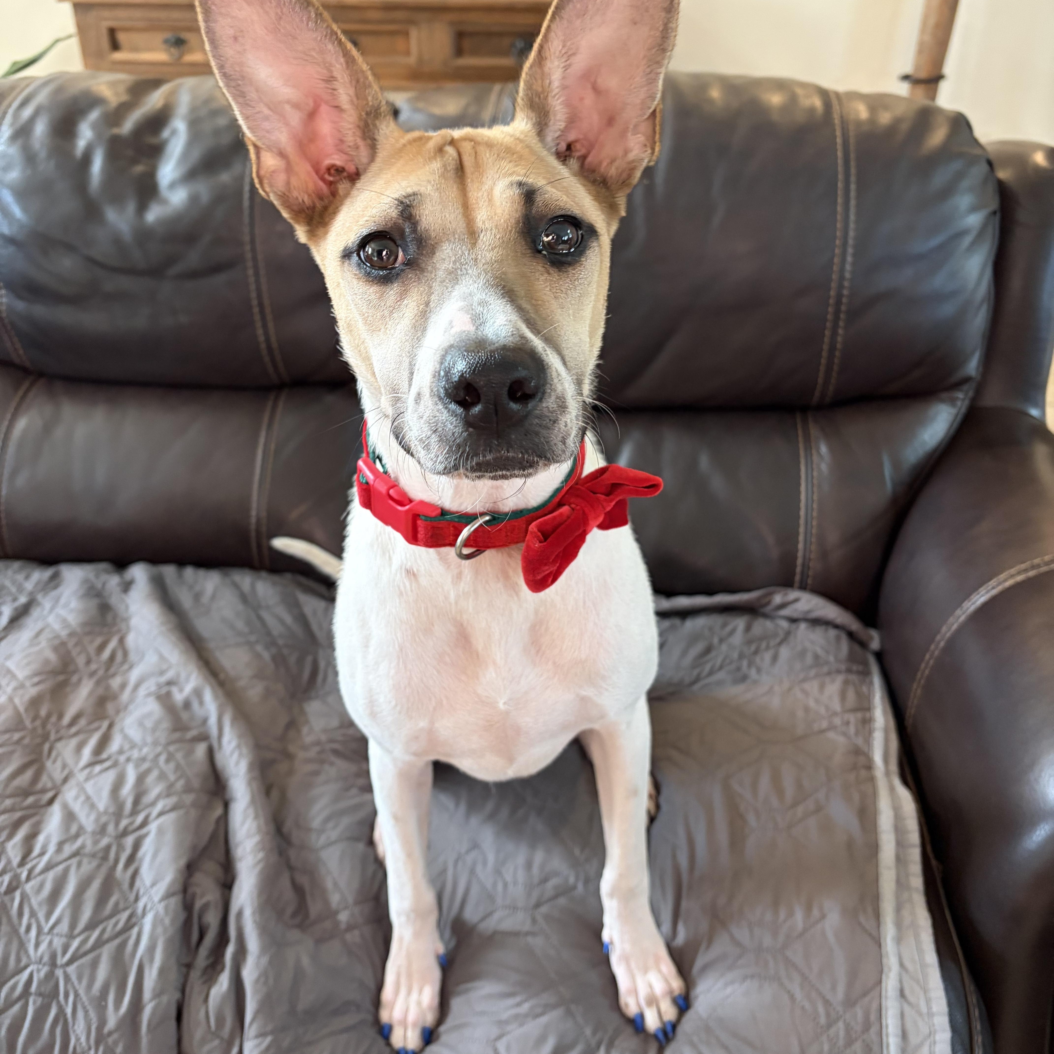 Daisy, Adoptable, Puppy Female Australian Cattle Dog / Blue Heeler & Terrier.