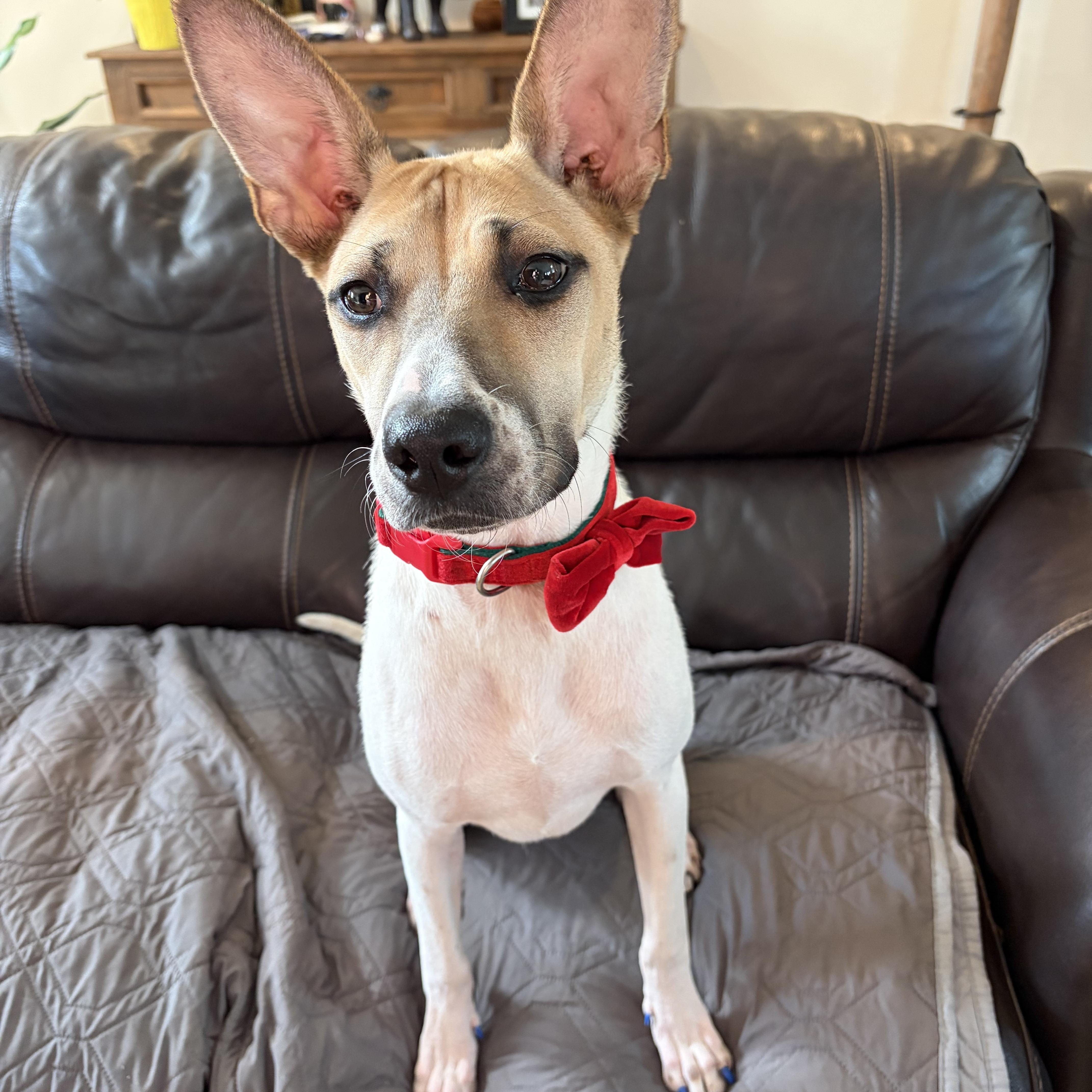 Enlarge Daisy, a Adoptable mixed breed in Poway, CA image 3/5