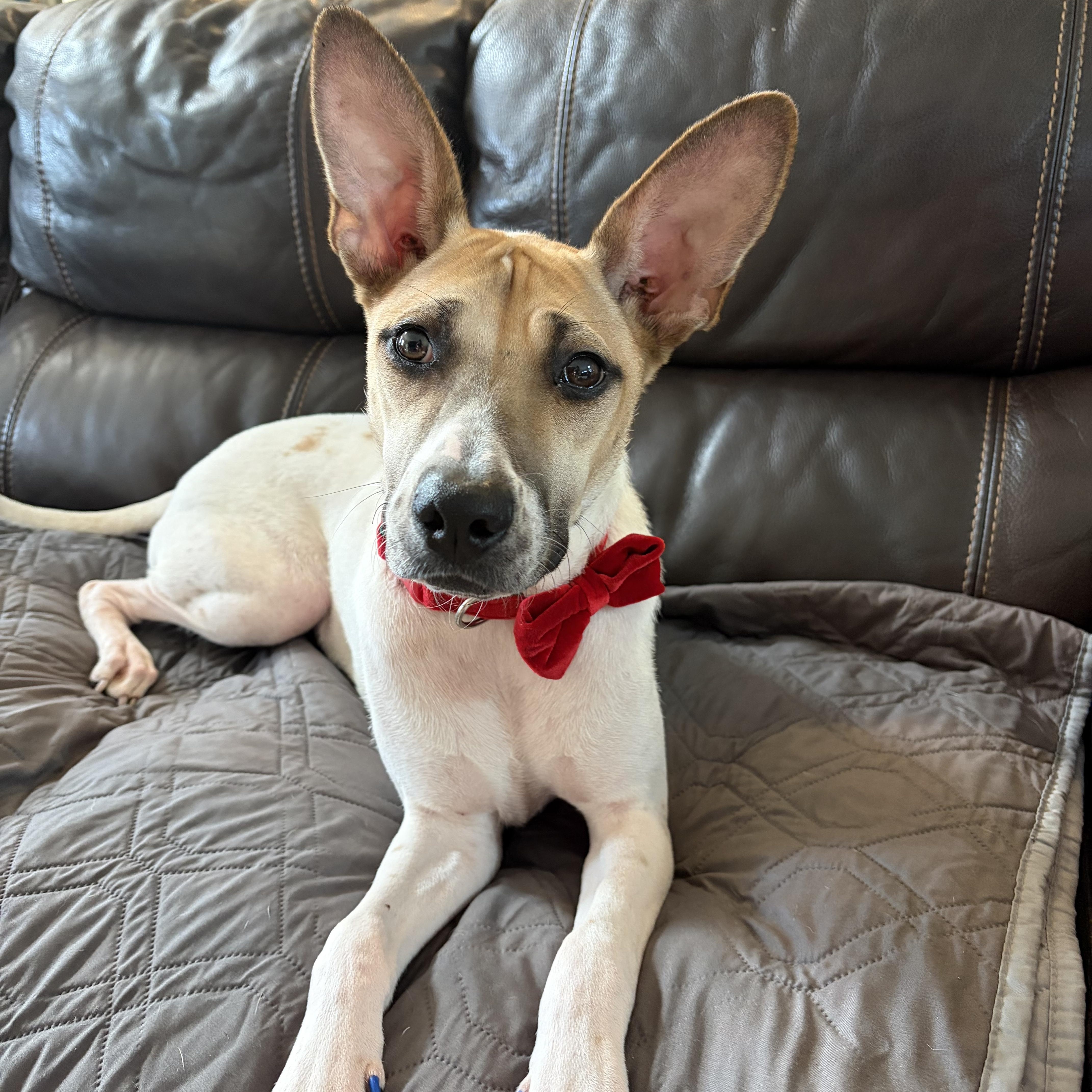 Enlarge Daisy, a Adoptable mixed breed in Poway, CA image 2/5