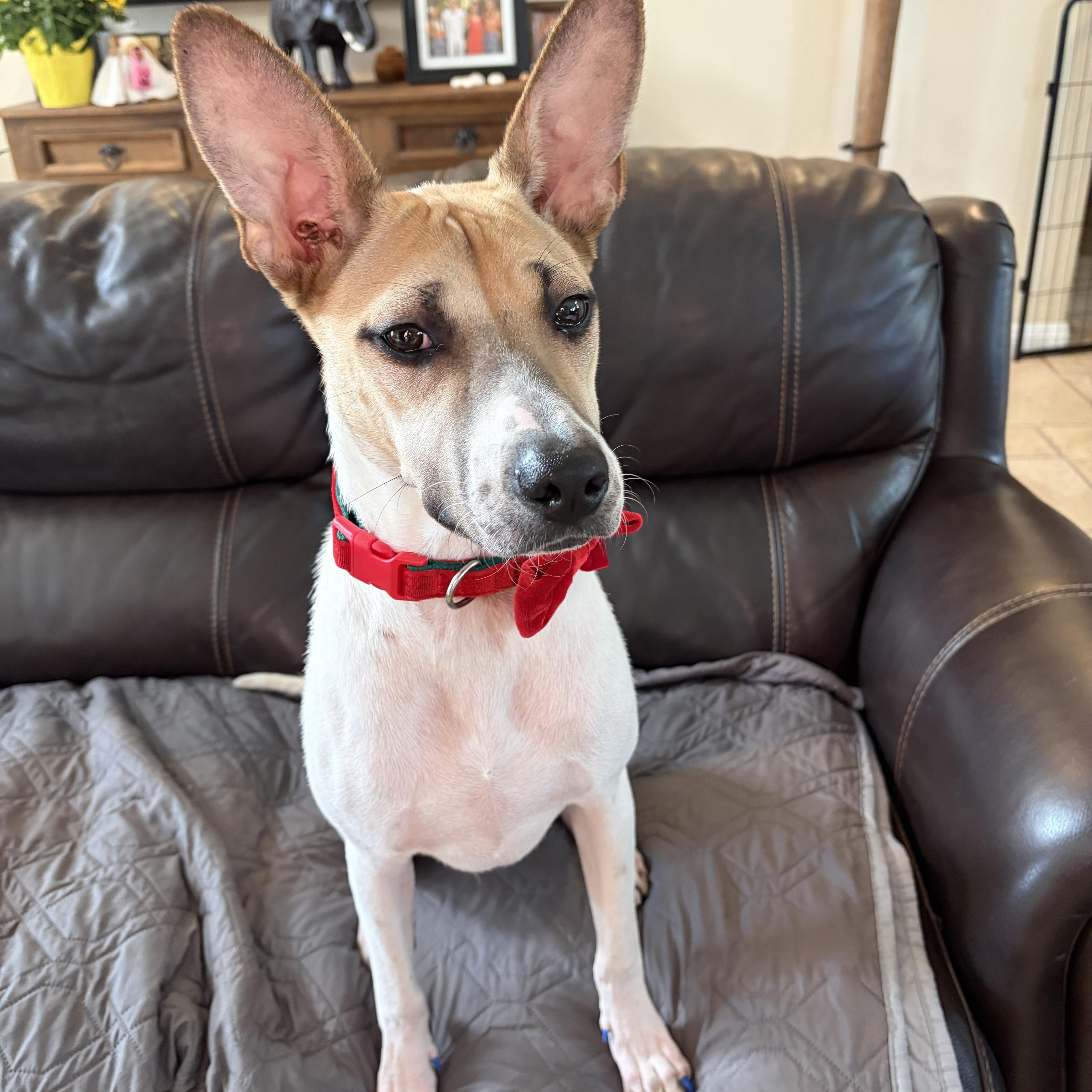 Enlarge Daisy, a Adoptable mixed breed in Poway, CA image 5/5