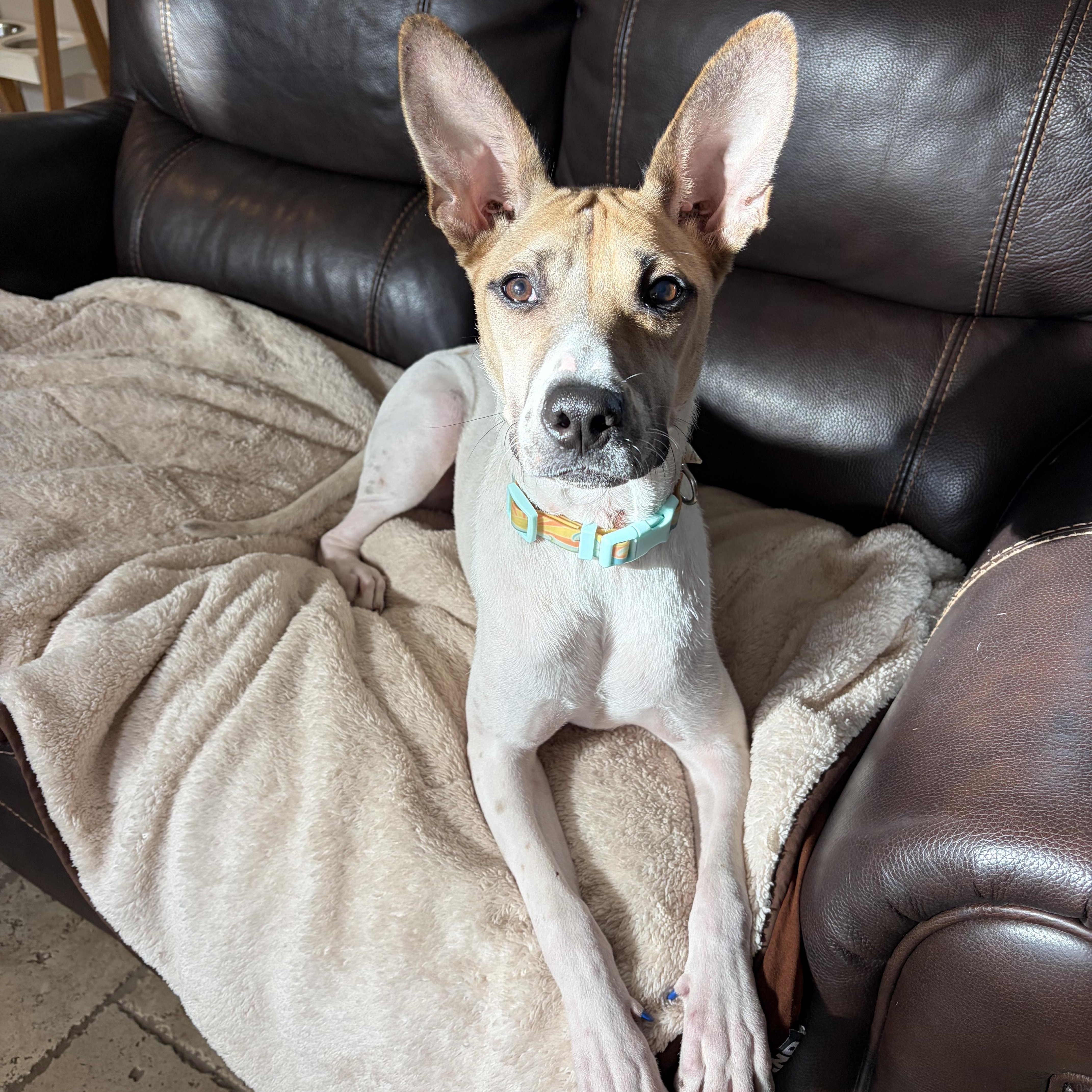 Enlarge Daisy, a Adoptable mixed breed in Poway, CA image 4/5