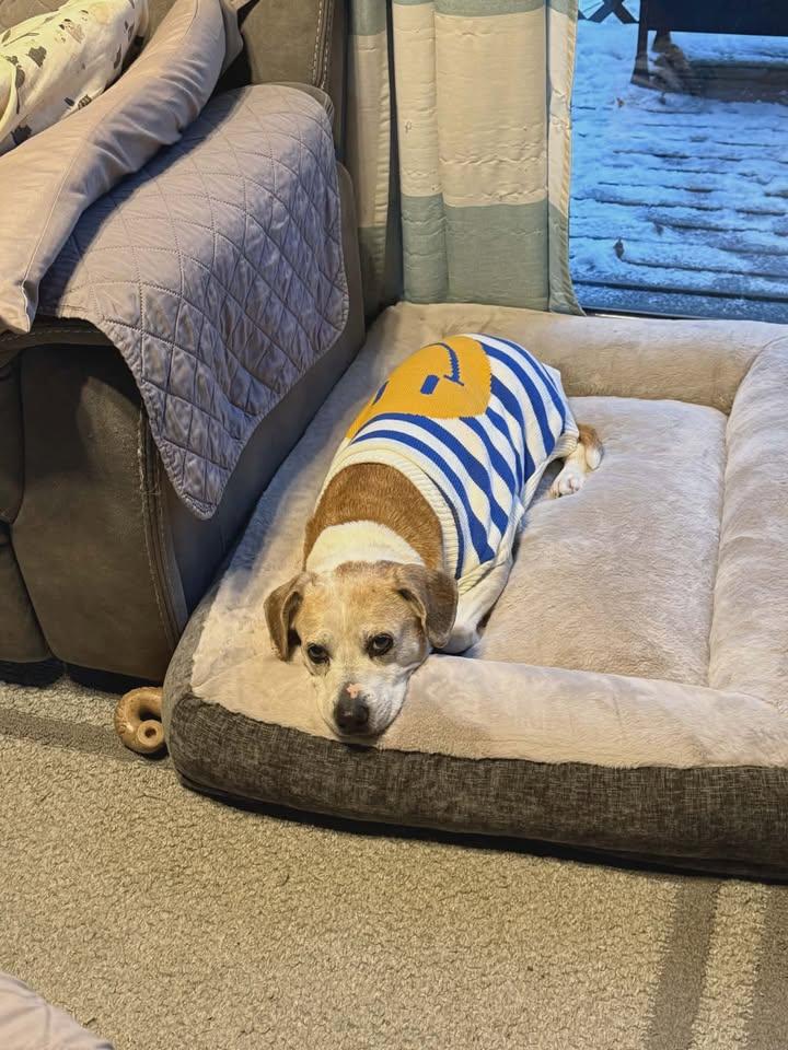 Sadie, Adoptable, Senior Female Beagle.
