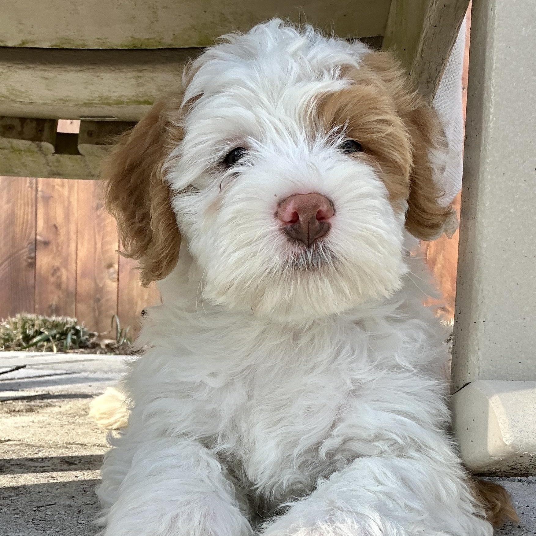 Parker Maroochy, adoptable, Puppy Male Aussiedoodle & Bernedoodle.