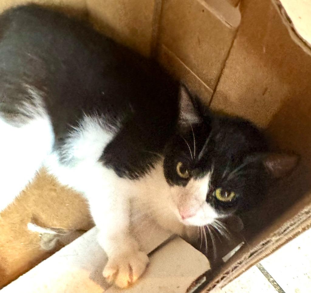 Angel Lovey, Adoptable, Young Female Domestic Medium Hair.