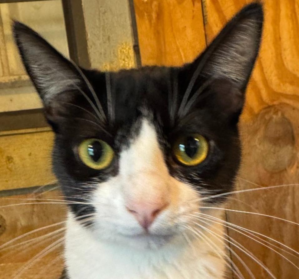 Enlarge Angel Lovey, a Adoptable mixed breed in New Braunfels, TX image 3/6