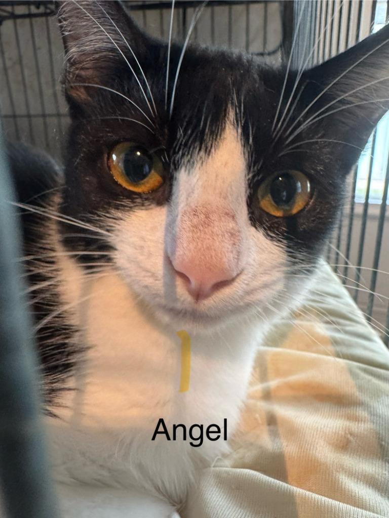 Enlarge Angel Lovey, a Adoptable mixed breed in New Braunfels, TX image 5/6
