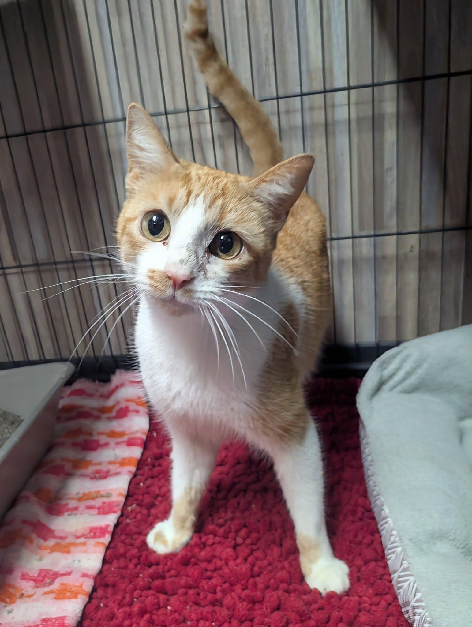 Enlarge Odie, a ADOPTABLE Domestic Short Hair in Newburgh, IN image 1/1