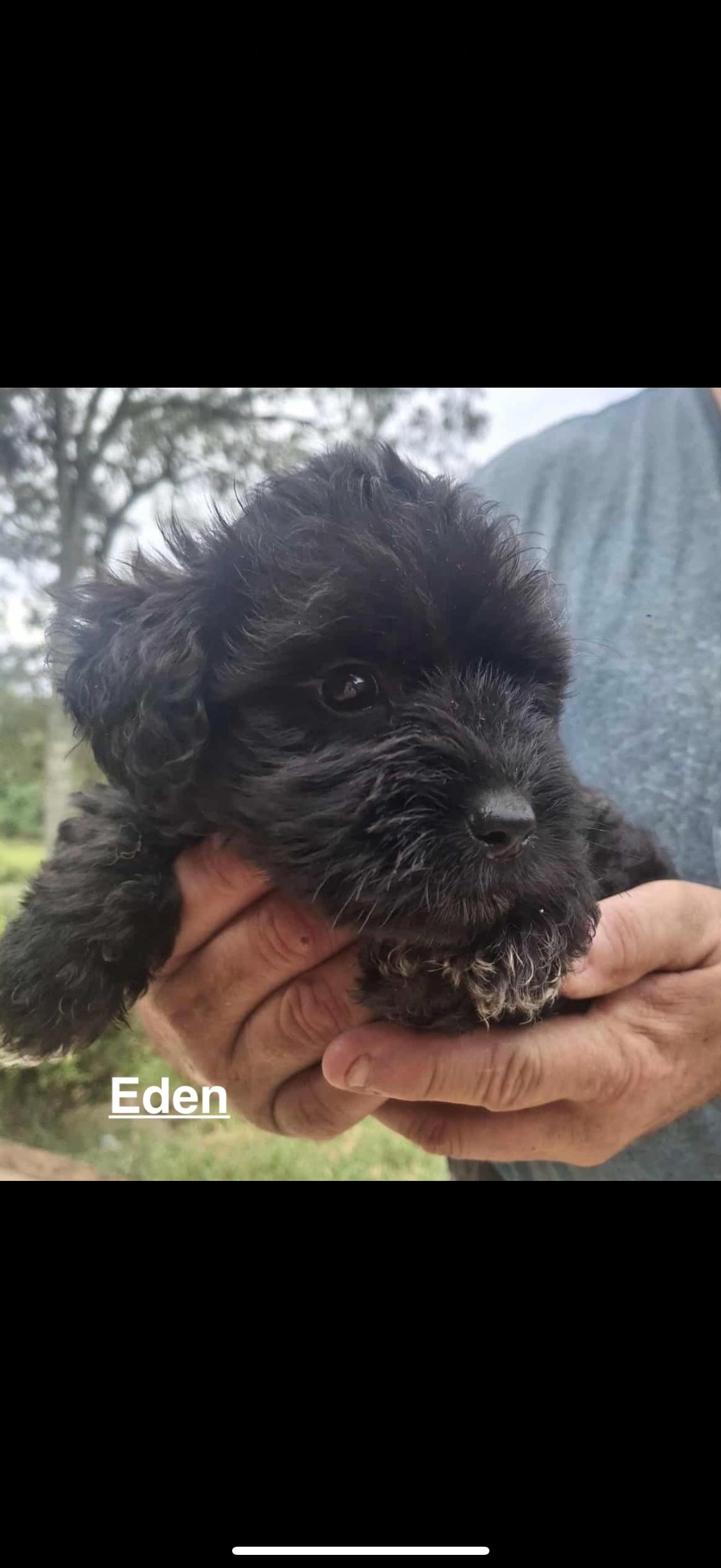Eden