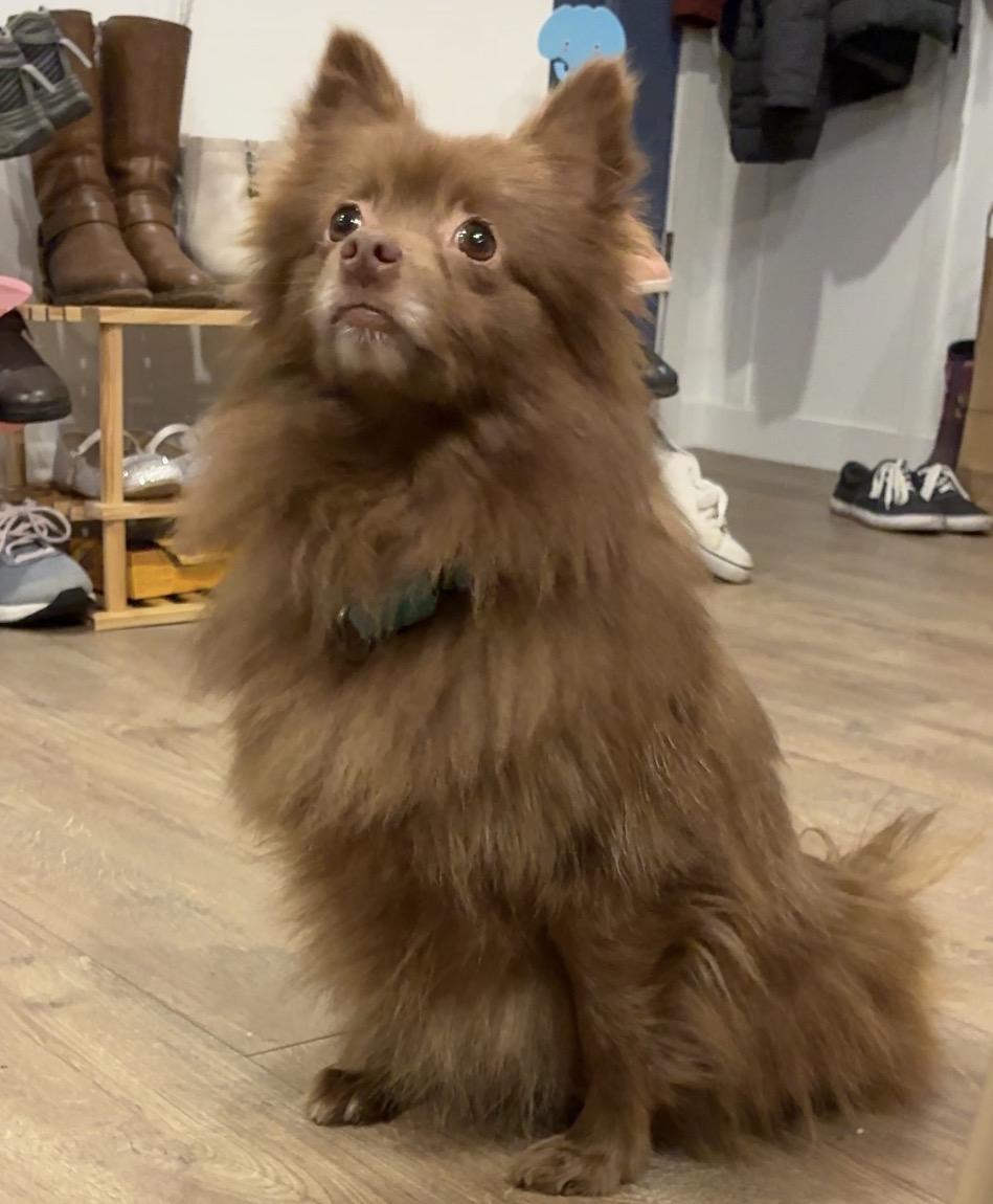 Enlarge Thicket, a Adoptable Pomeranian in Portland, OR image 6/6